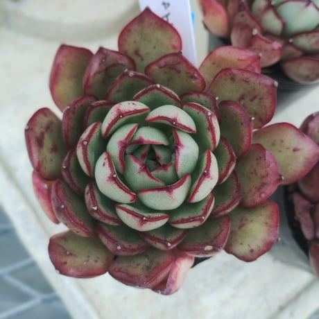 多肉植物　韓国苗　エケベリア　シャイガイ