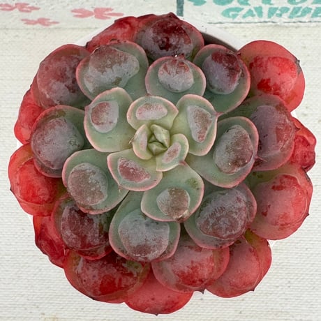 多肉植物　韓国苗　レインドロップ