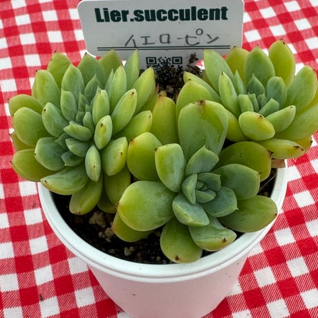 多肉植物　リエール苗　イエローピン