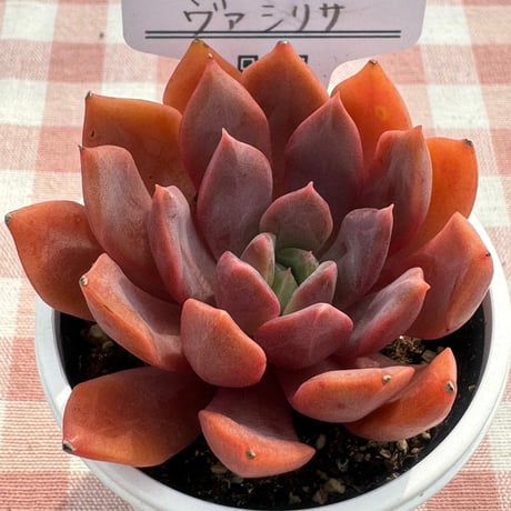 多肉植物  リエール苗  ヴァシリサ