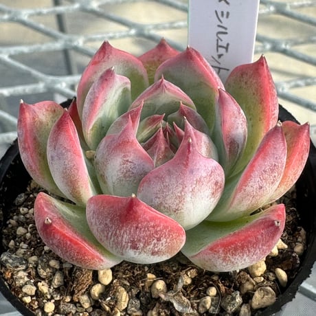 多肉植物　韓国苗　抜き苗　カシオ✖️シルエット