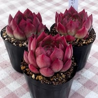 多肉植物　韓国苗　エケベリア　ディープレッド