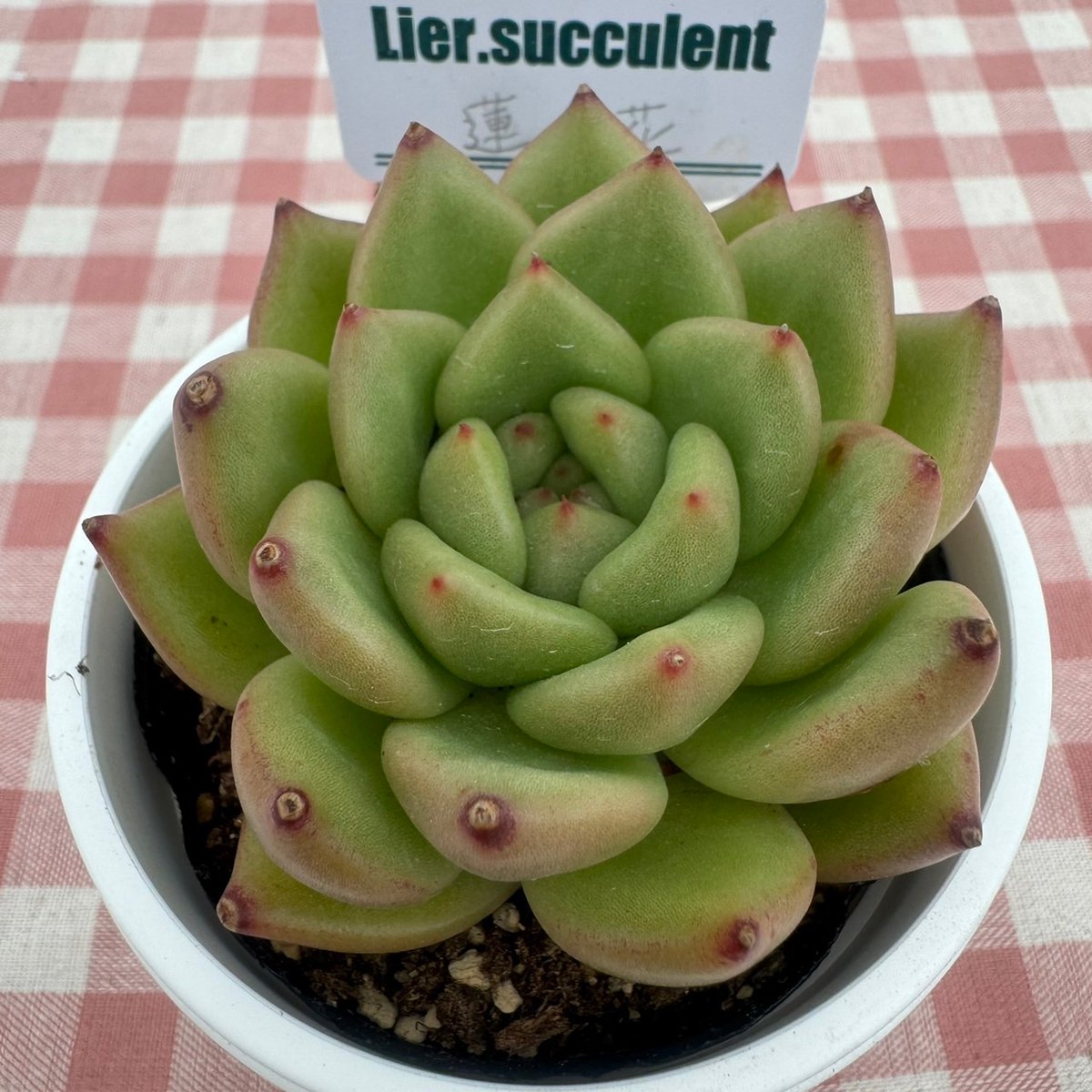 アマビレ 韓国苗 Lier苗 多肉植物 リエール エケベリア 多肉植物 リエール苗 連花 | BooTA29♡Succulent