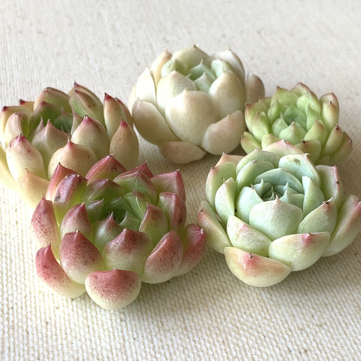 45【韓国輸入苗】バイオレットクイーン エケベリア カット苗 多肉植物 