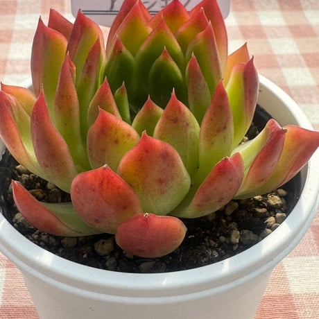 多肉植物  リエール苗  アンジェラ