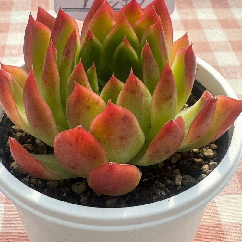 多肉植物 リエール苗 アンジェラ | BooTA29♡Succulent