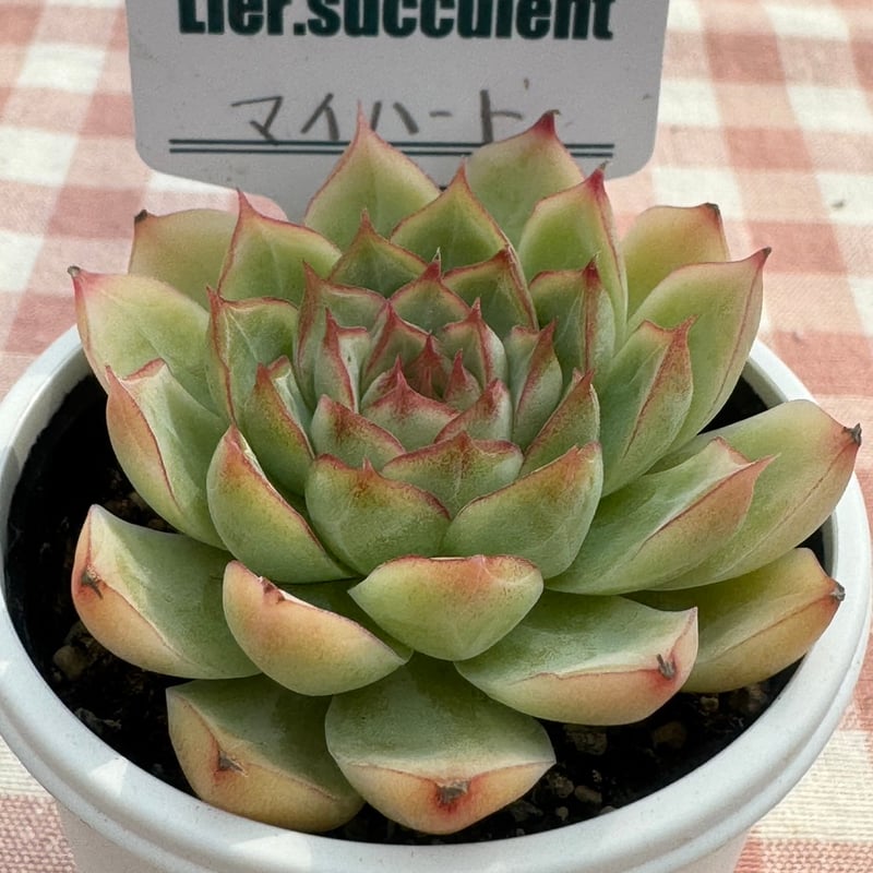多肉植物 リエール苗 マイハート | BooTA29♡Succulent