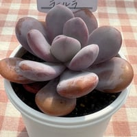 多肉植物 カット苗♡プリンセスパール大苗 3.5号｜豊明卸問屋ドットコム