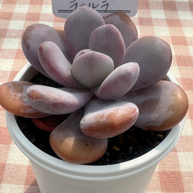 多肉植物 リエール苗 ラールラ | BooTA29♡Succulent