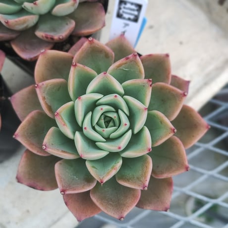 多肉植物　韓国苗　エケベリア　アイスピンキー