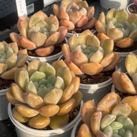 多肉植物　韓国苗　エケベリア　マルヒメ