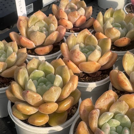 多肉植物　韓国苗　エケベリア　マルヒメ