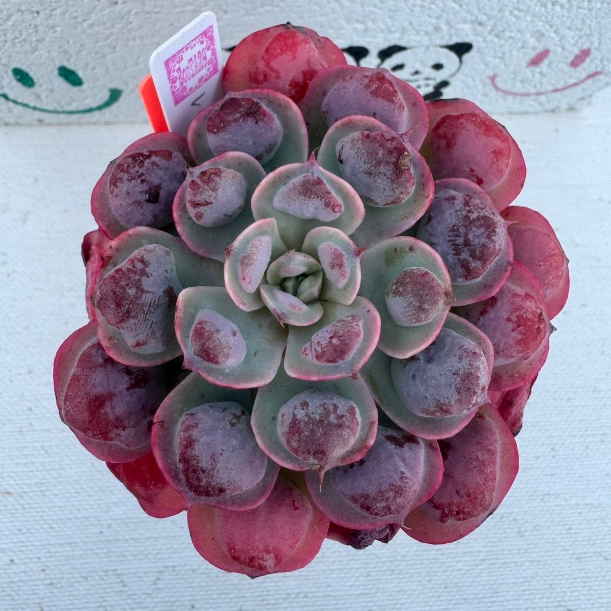 多肉植物 韓国苗 レインドロップ | BooTA29♡Succulent