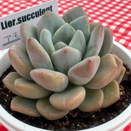 多肉植物   リエール苗   アモールパーティー