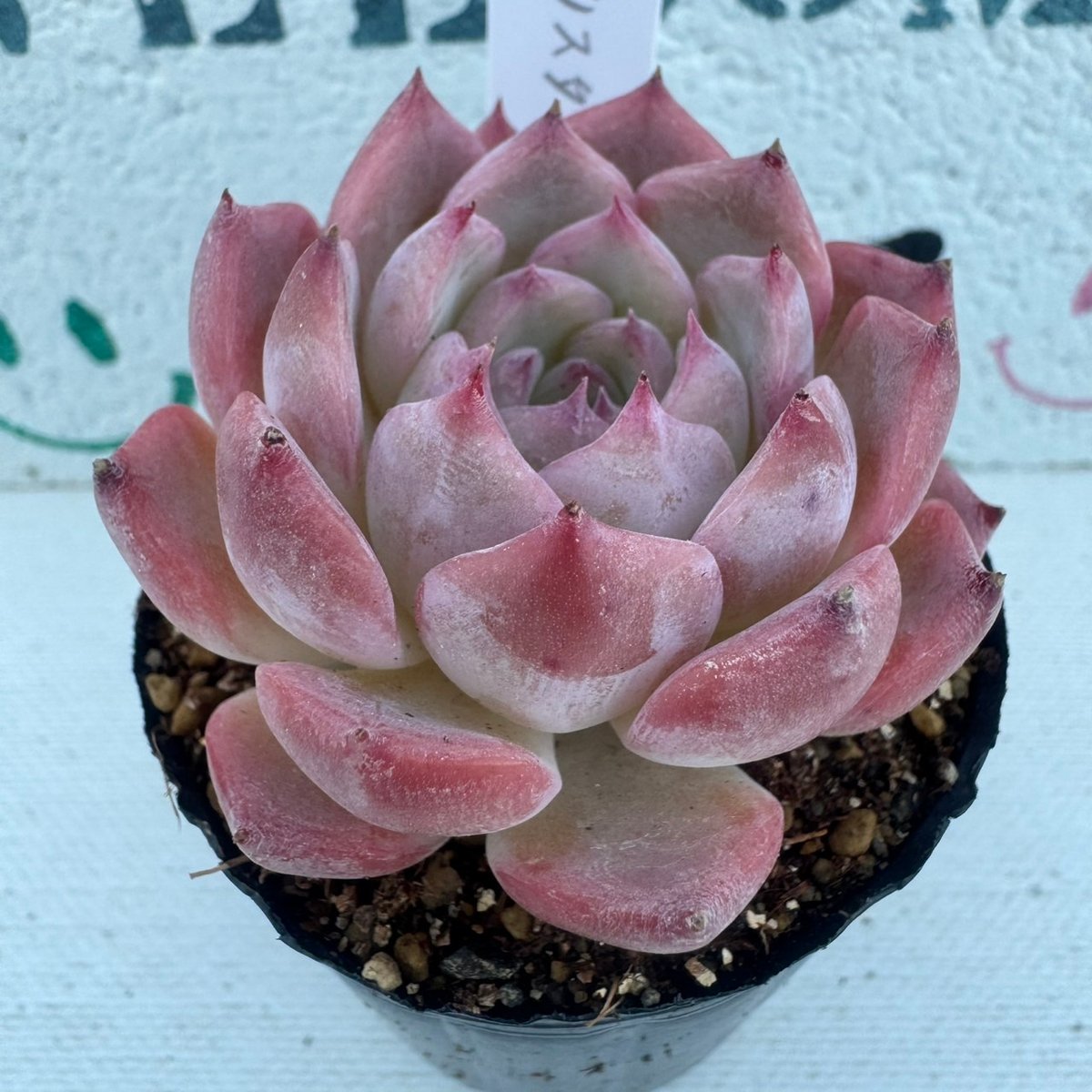 多肉植物 韓国苗 ピンククリスタル | BooTA29♡Succulent