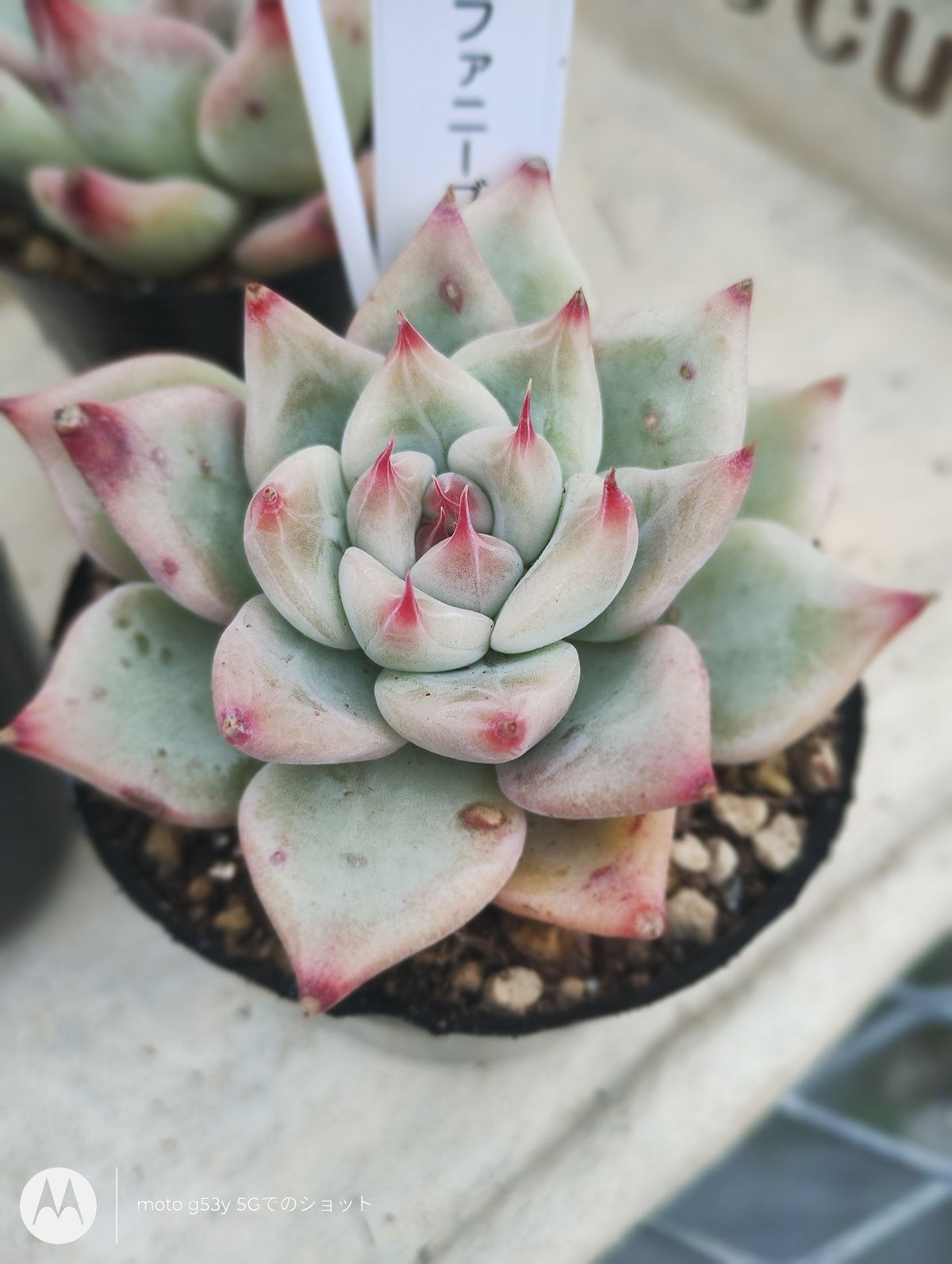 多肉植物 韓国苗 エケベリア ティファニーブルー | BooTA29♡Succulent