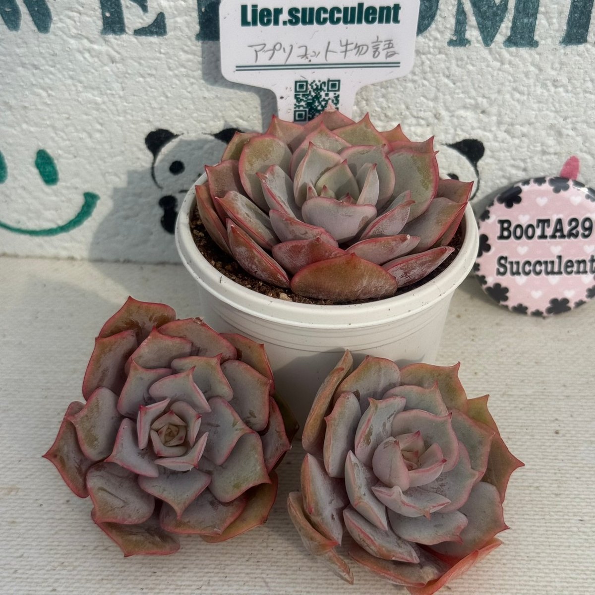 多肉植物 リエール苗 アプリコット物語 | BooTA29♡Succulent