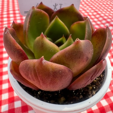 多肉植物　リエール苗　紅灯