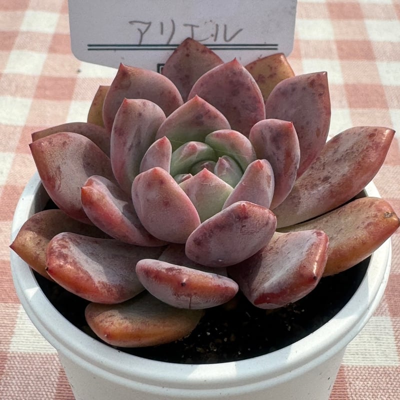 E.マリア 韓国苗 リエール苗 多肉植物 Lier.succulent 多肉植物 リエール苗 エルピー | BooTA29♡Succulent
