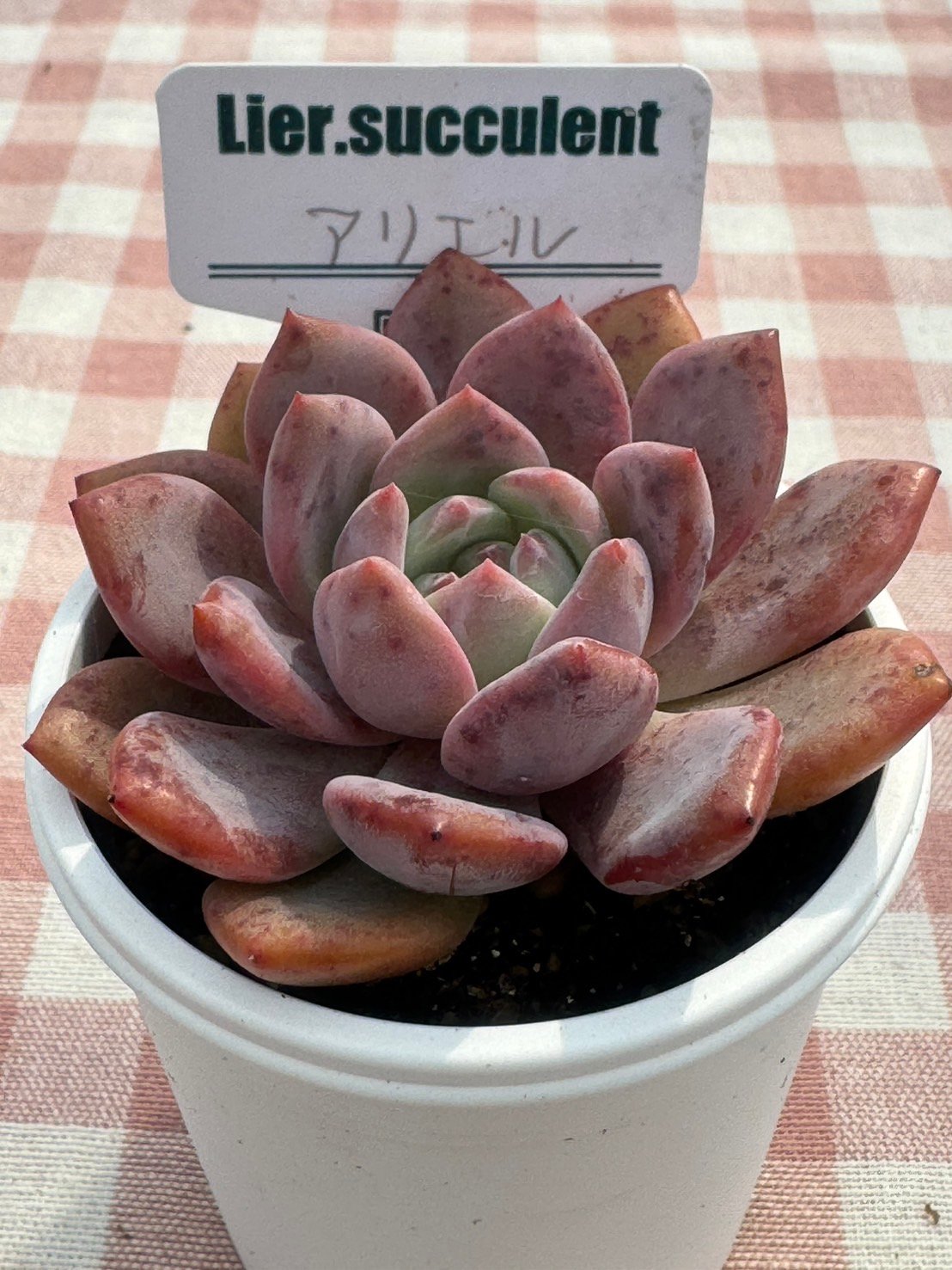 多肉植物 リエール苗 アリエル | BooTA29♡Succulent