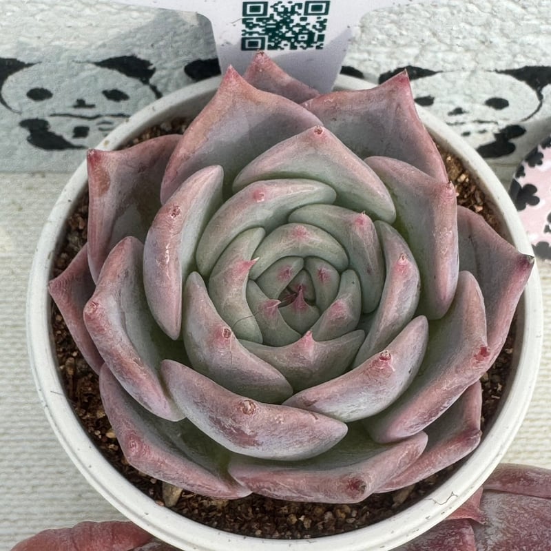 多肉 Steal Heart 124. 多肉植物 スティルハート 650円【抜き苗】 124