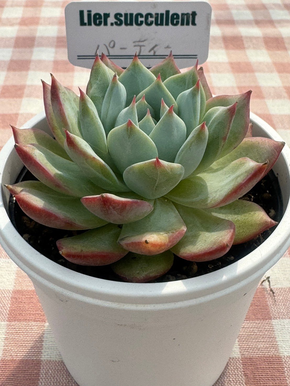 多肉植物 リエール苗 パーティー | BooTA29♡Succulent