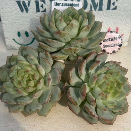 売却済み　　多肉植物 リエール苗　ブラックチップ Amazon.co.jp: 多肉植物 リエール苗 シャインブライト 札なし