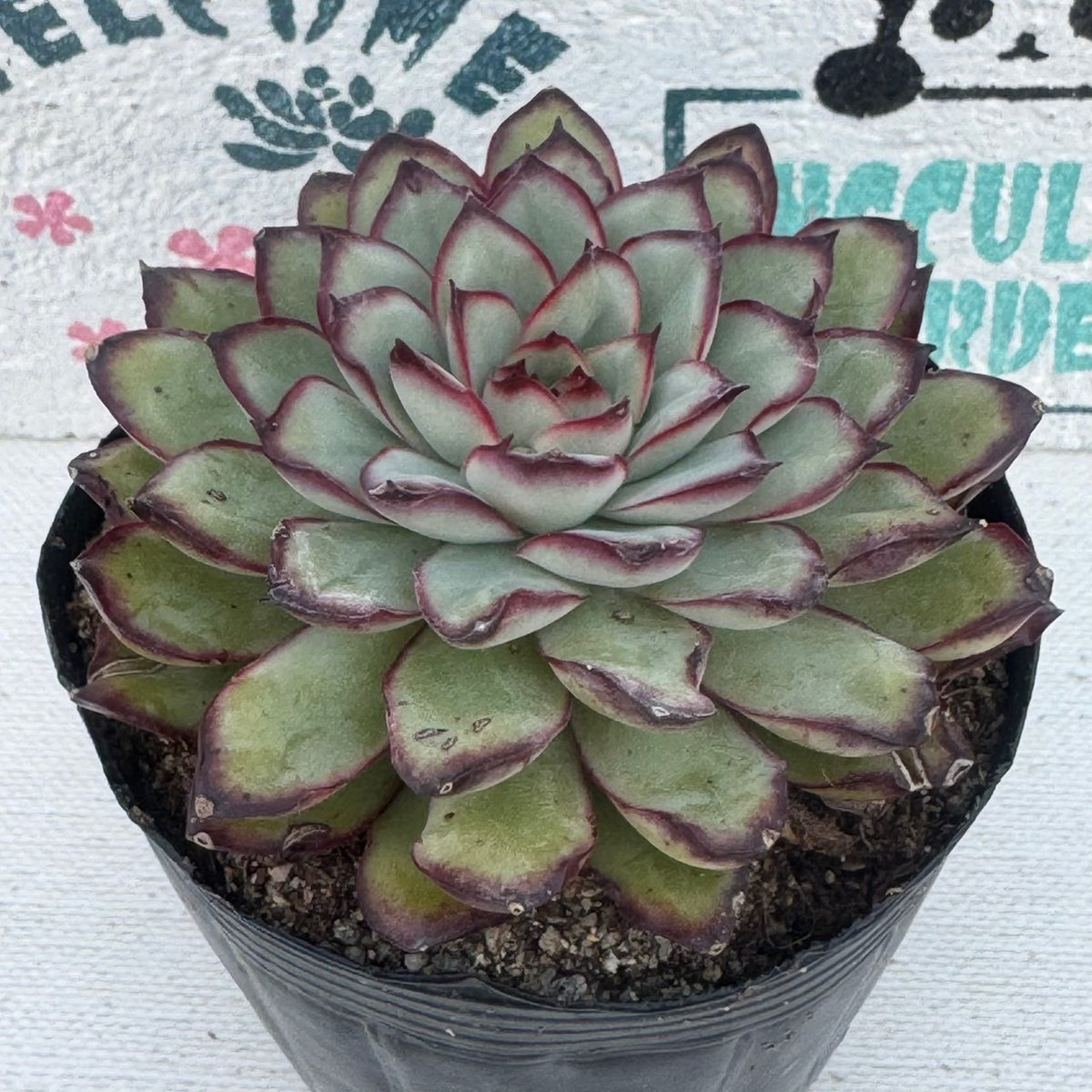 多肉植物　エケベリア　韓国苗　メキシコプリドニス 楽天市場】メキシコプリドニス エケベリア Mサイズ 6cmポット 韓国苗