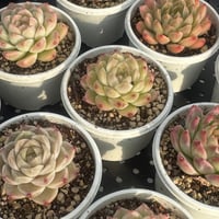 多肉植物　韓国苗　エケベリア　マルガンクィーン