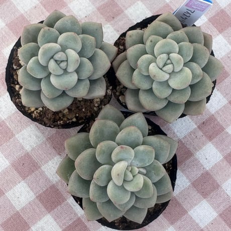 多肉植物　韓国苗　エケベリア　アイスクリーム