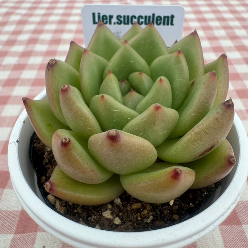 多肉植物 リエール苗 連花 | BooTA29♡Succulent