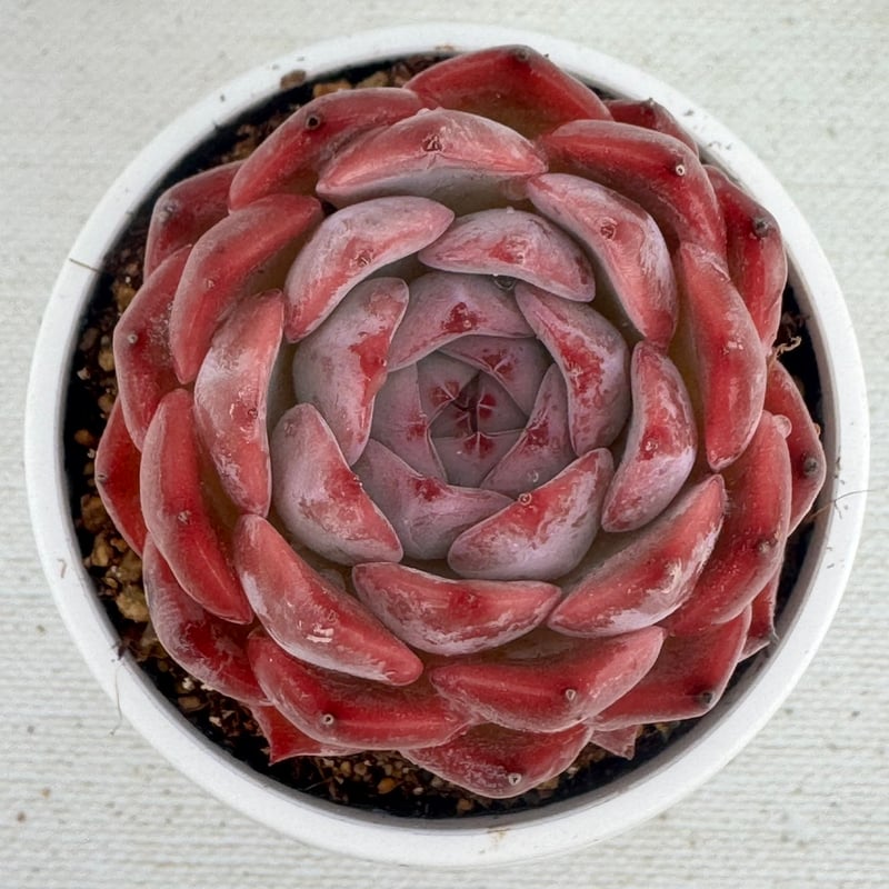 多肉植物 韓国苗 ピンククリスタル | BooTA29♡Succulent