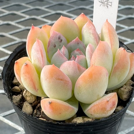 多肉植物　韓国苗　抜き苗　玉蝶