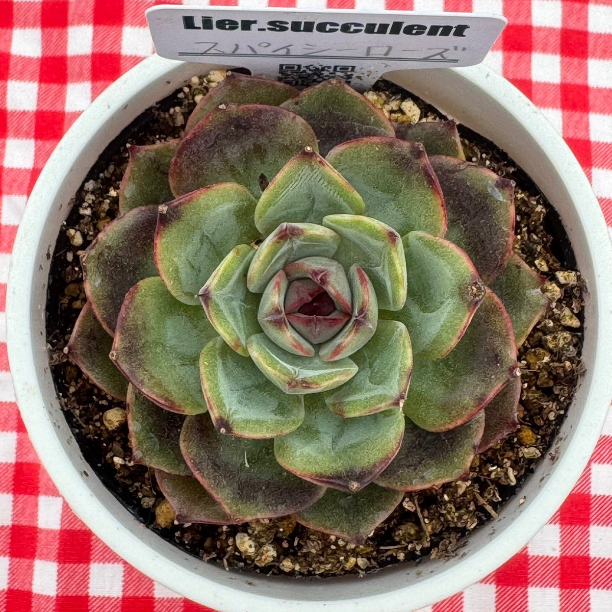 売却済み　　多肉植物 リエール苗　サンダーローズ 売却済み多肉植物 リエール苗サンダーローズ