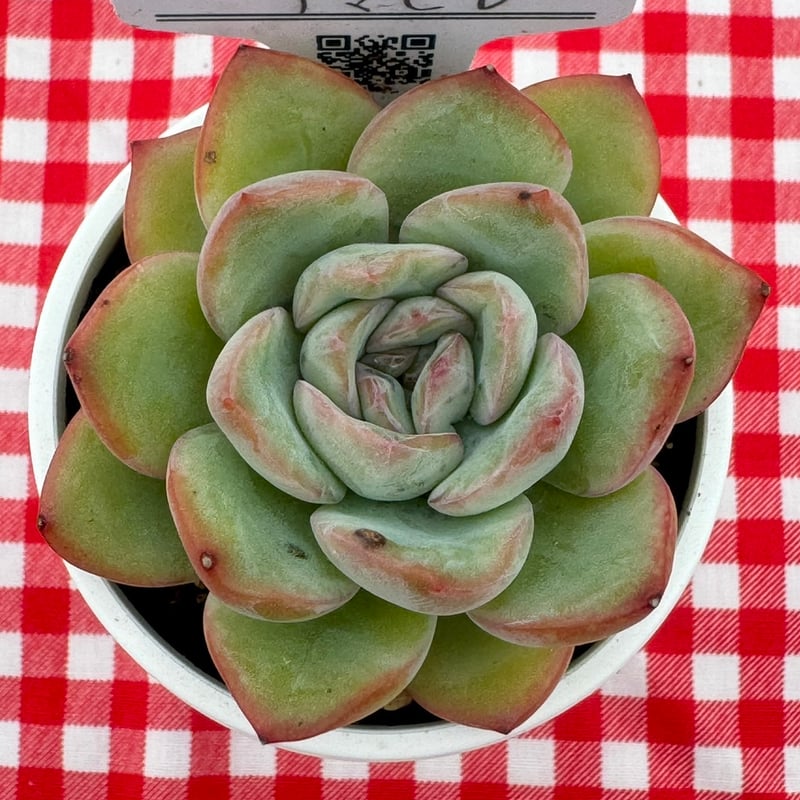 多肉植物 リエール苗 アマビレ | BooTA29♡Succulent