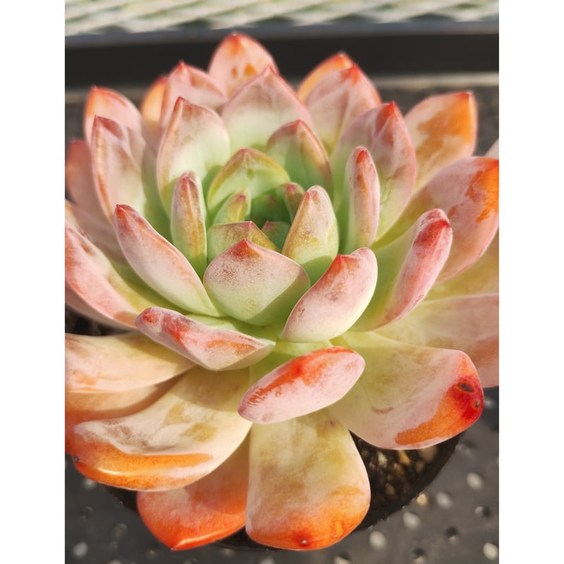 多肉植物 リエール苗 スターマーク | BooTA29♡Succulent