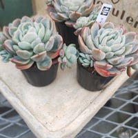 多肉植物　韓国苗　エケベリア　ツインベリー