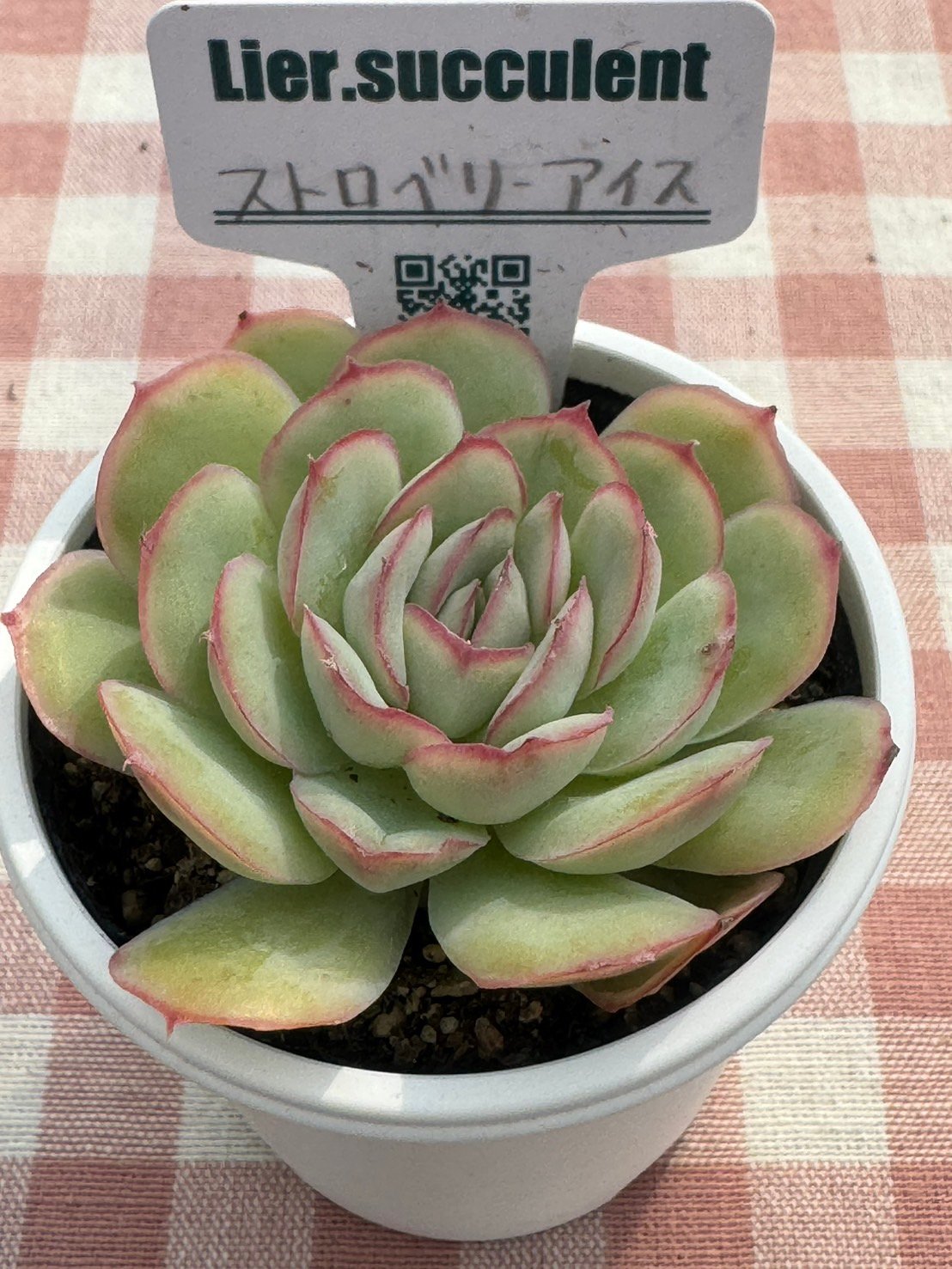 多肉植物 ♡ストロベリーアイス♡大きめ苗^^ 多肉植物 ストロベリーアイス 2頭群生 るる農園 : るる農園
