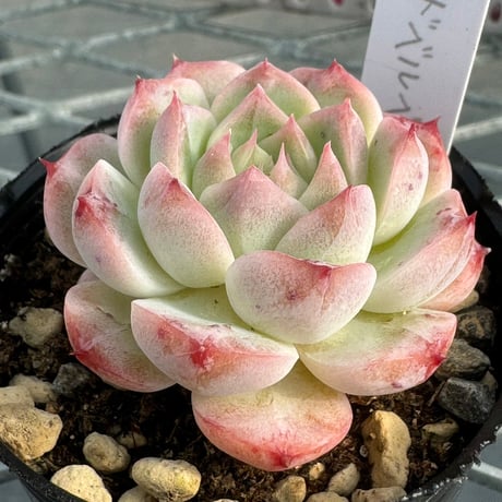 多肉植物　韓国苗　抜き苗　レッドベルベット
