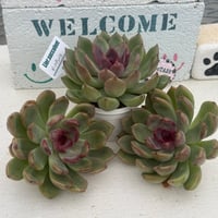 多肉植物 韓国苗 エケベリア ディオール | BooTA29♡Succulent