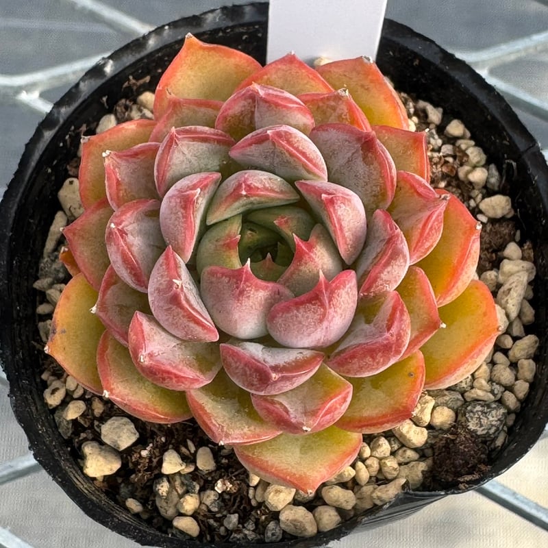 多肉植物 韓国苗 抜き苗 ノーメイド | BooTA29♡Succulent