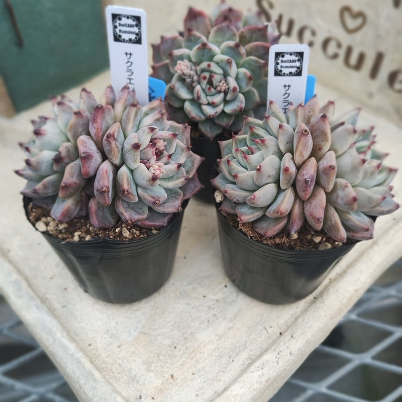 多肉植物 韓国苗 エケベリア サクラエンディング | BooTA29♡Succulent
