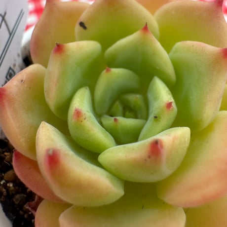 多肉植物　リエール苗　ベラドンナ