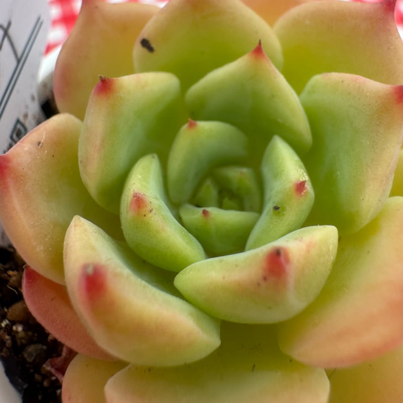 多肉植物 リエール苗 ベラドンナ | BooTA29♡Succulent
