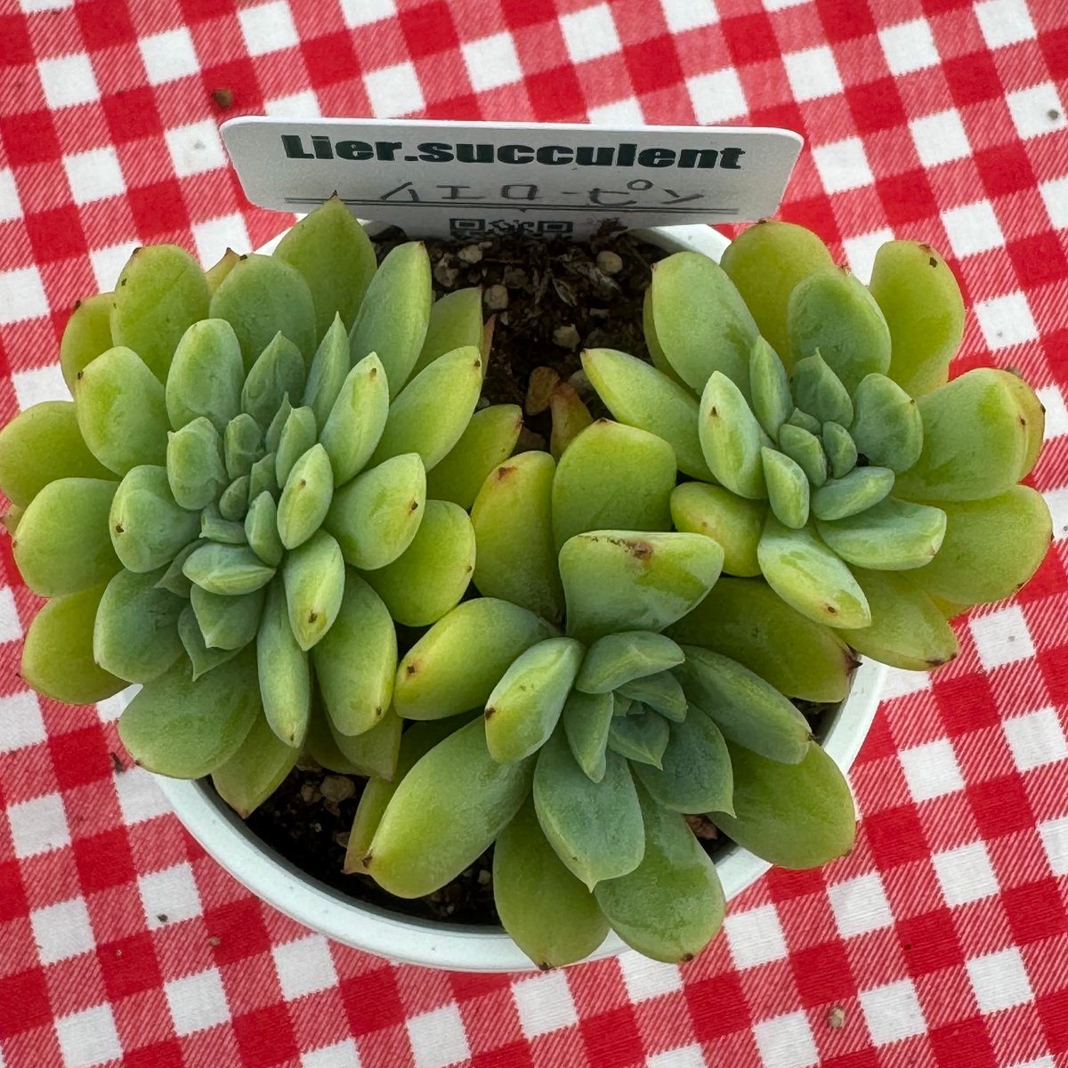 多肉植物 リエール苗 イエローピン | BooTA29♡Succulent