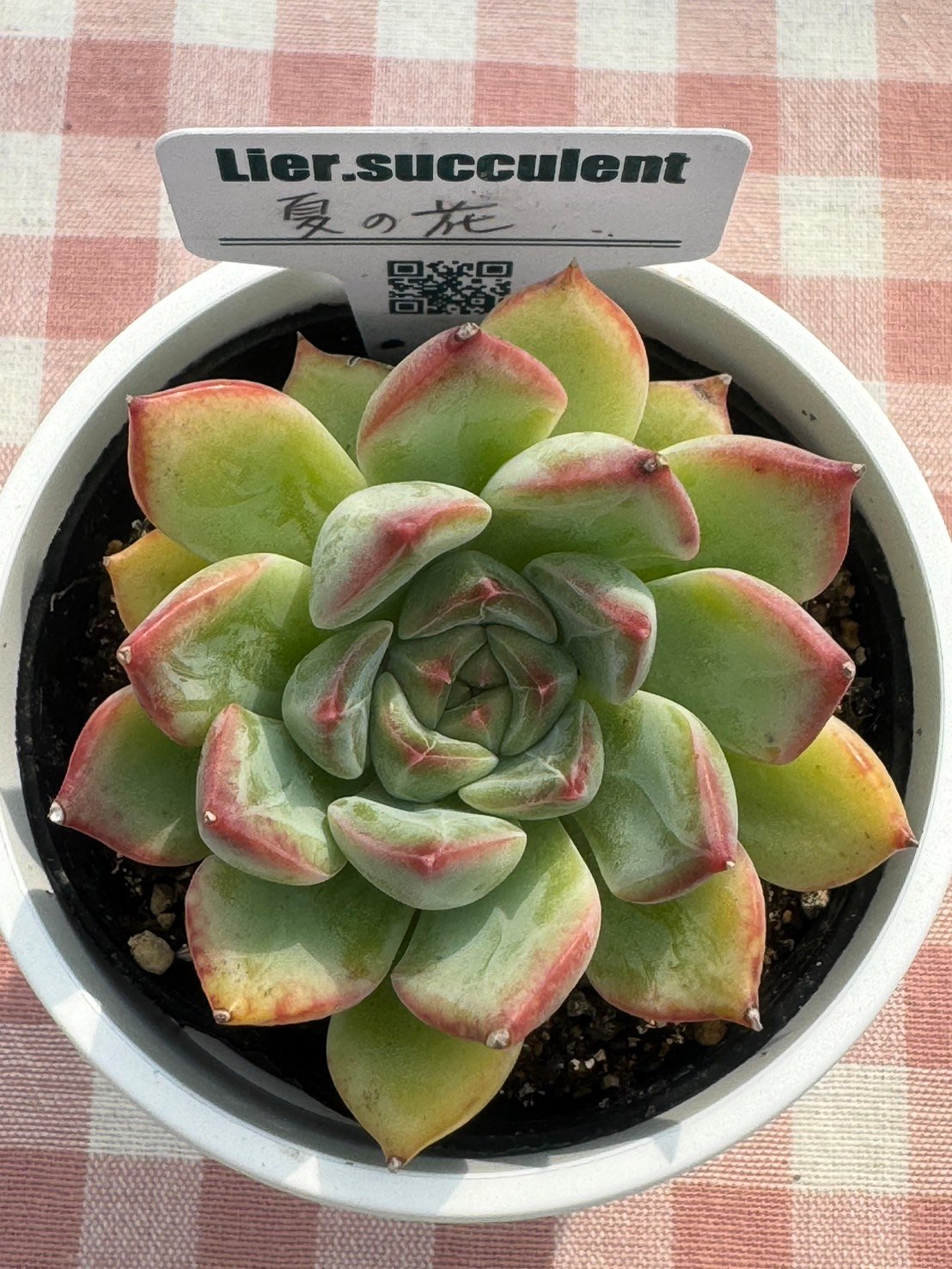 多肉植物 リエール苗 夏の花 | BooTA29♡Succulent