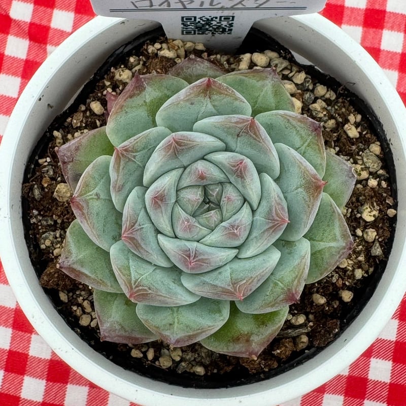 多肉植物 神秘ローズ 抜き苗 リエール苗札付き