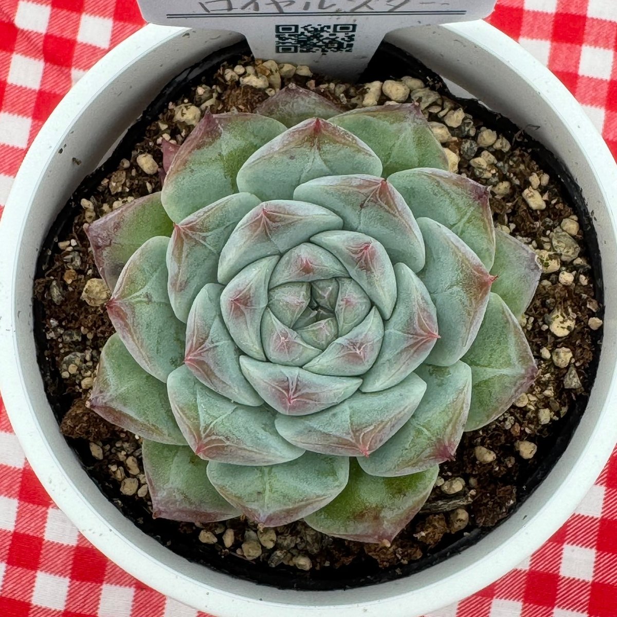 売却済み　　多肉植物 リエール苗　サンダーローズ 多肉植物 リエール苗 ラビエンローズ | BooTA29♡Succulent