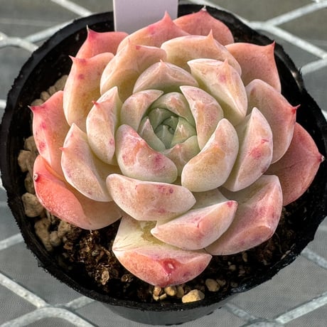 多肉植物　韓国苗　抜き苗　白桃