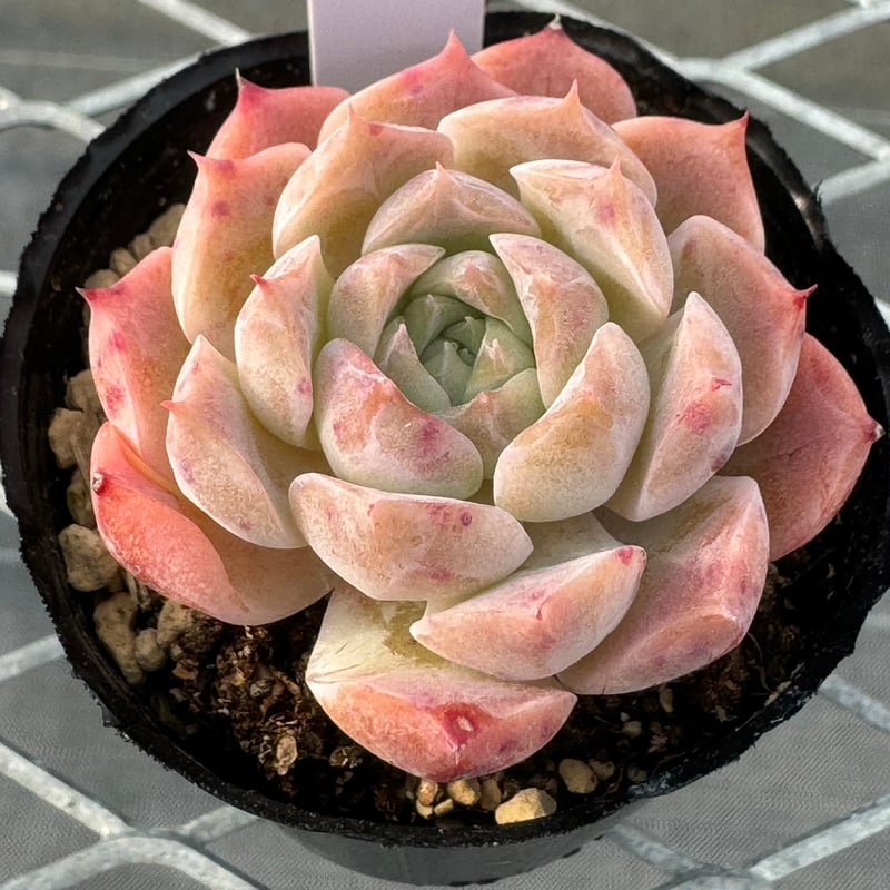 多肉植物 韓国苗 Totty様 多肉植物 韓国苗 Totty様 6.すべての商品（過去に販売した苗も